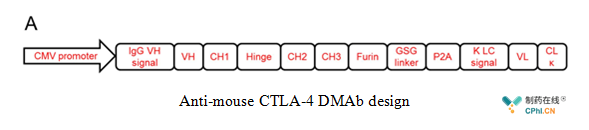 Anti-mouse CTLA-4 DMAb design