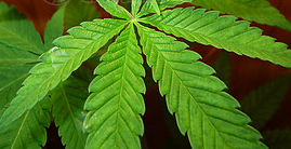 Growth of medical cannabis market after approvals and clinical trials