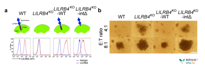LILRB4阳性细胞可抑制T细胞增殖