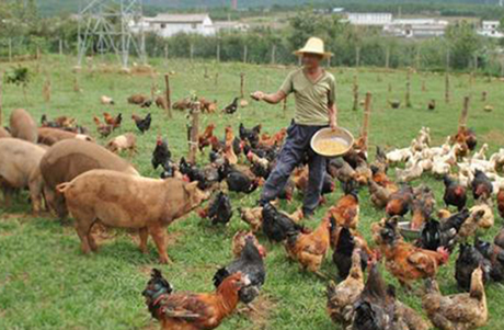 氯化膽堿在飼料中作用是什么