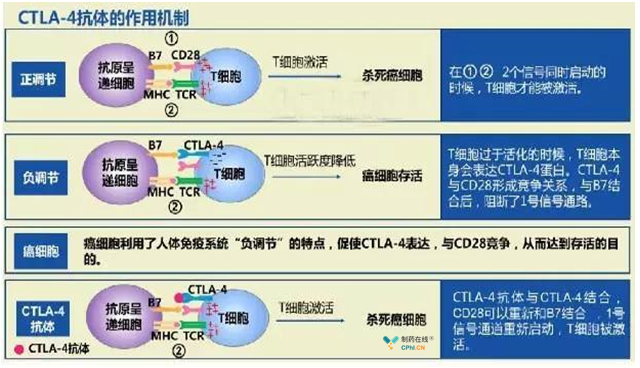 CTLA-4抗体作用机制