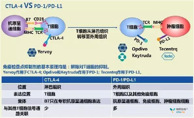 CTLA-4抗体 VS PD-1/ PD-L1