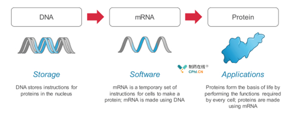 mRNA在制造蛋白质中的核心作用的示意图