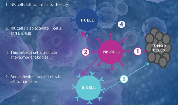 NK细胞
