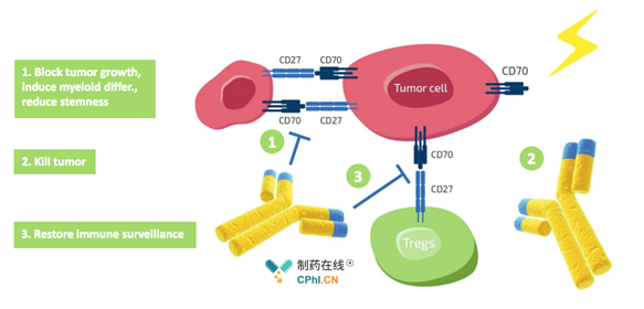 CD70通过与CD27受体结合而激活该过程