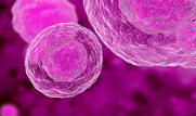 Ribociclib could be used to treat glioblastoma