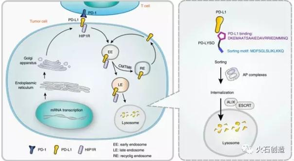 PD-LYSO可促进PD-L1的溶酶体降解，并激活T细胞对肿瘤细胞的杀伤