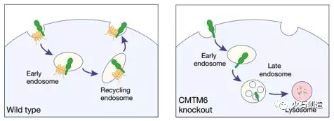 图1 CMTM6与内吞的PD-L1结合后将使其原本  被溶酶体降解的状态解除而保持在细胞表面表达的状态
