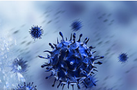 Marmosets viable in vivo models for developing immune-based therapies 
