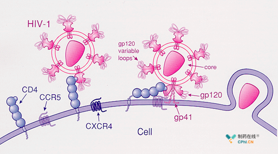 CCR5 基因是HIV  病毒入侵机体细胞的主要辅助受体之一