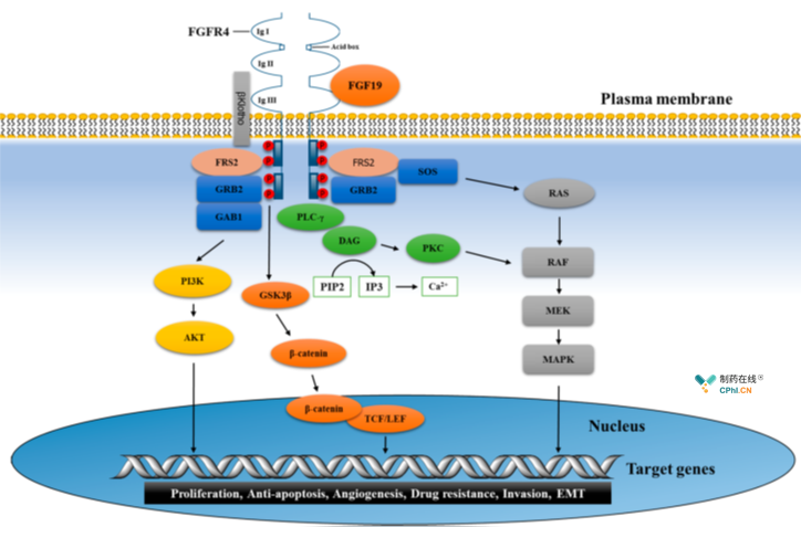 FGFR-4于FGF19结合导致肝细胞癌