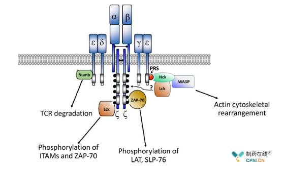 TCR-CD3信号通路主要相关蛋白