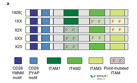 不同CD3ζ突变的CD19-CD28-CD3ζ结构，通过点突变技术废除了ITAM结构域的活性