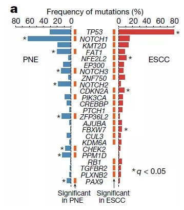 PNE样本和癌症样本中的主要驱动突变的频率。