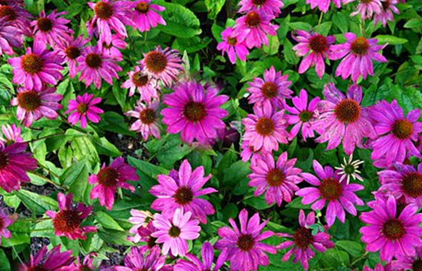 菊科紫锥花天然提取物印第安人的百年药草