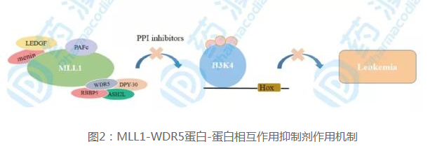 MLL1-WDR5蛋白-蛋白相互作用抑制剂作用机制 
