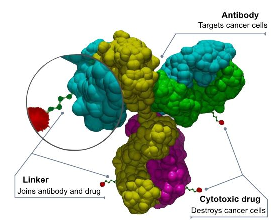 抗体-药物偶联物(ADC)的结构示意图