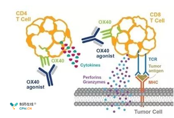 OX40抗体作用机制