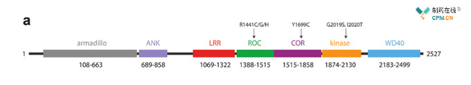 LRRK2蛋白结构域展示和致病位点分布