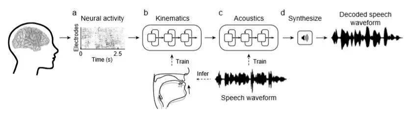 脑机接口新成果！Nature：人工智能破译大脑信号合成语音