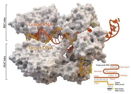 Nature：开发出Cas9-MMEJ可编程基因编辑方法，有望治疗143种由DNA微重复引起的疾病