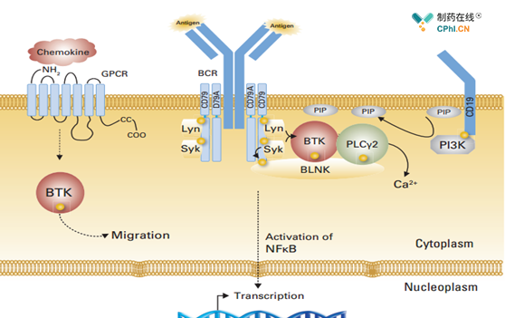 BTK在B细胞信号传导中的作用