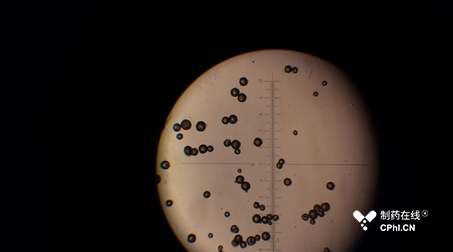 显微镜下艾塞那肽微球照片