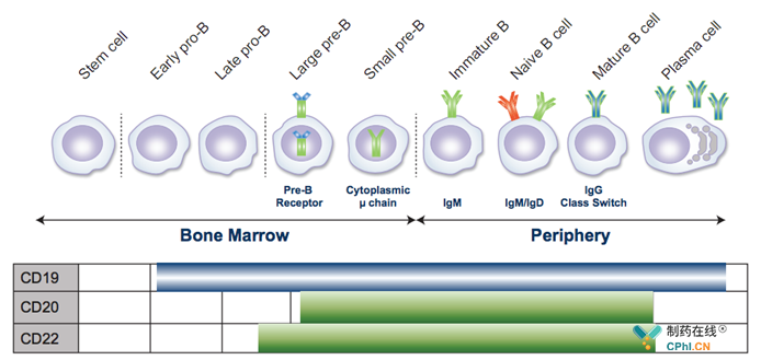 Overview of B-Cell Lineage