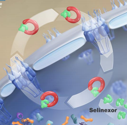 多发性骨髓瘤重磅新药Selinexor获批 为其他疗法失败的患者提供新选择