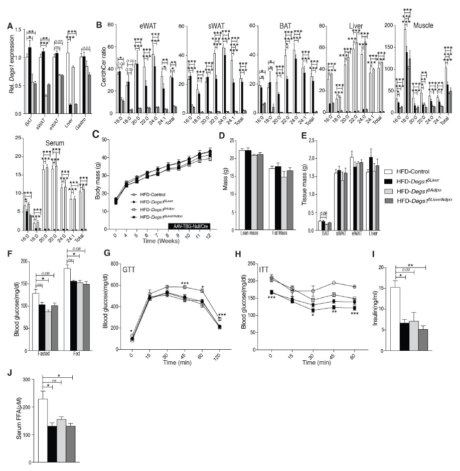 组织特异性Degs1缺失改善了小鼠葡萄糖稳态，并解决了小鼠肝脂肪变性
