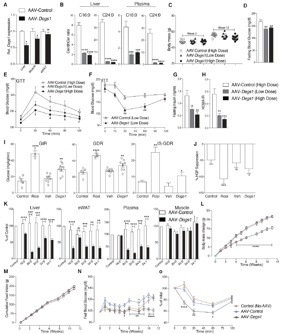 通过AAV-Degs1-shRNA抑制肝 脏Degs1改善了葡萄糖稳态