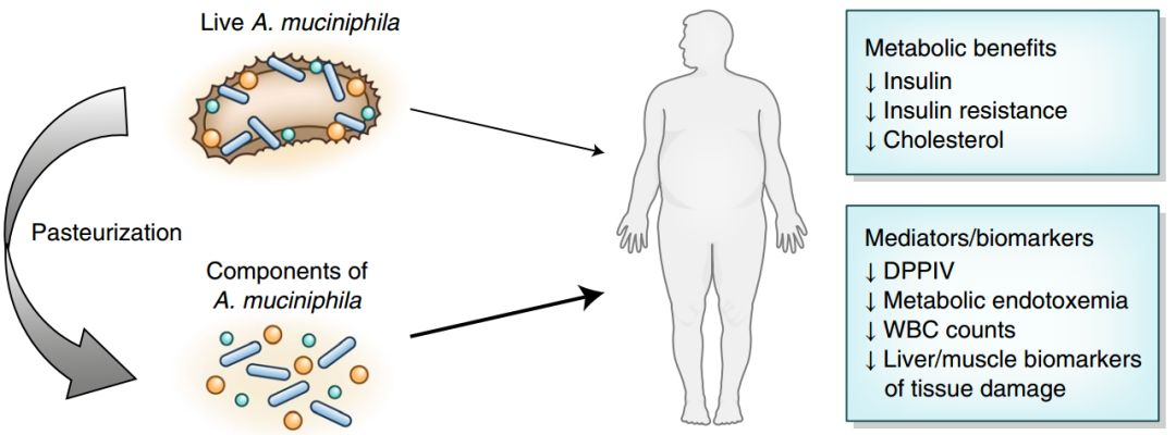 巴氏灭菌后的Akk菌可有效改善肥胖或超重者的代谢