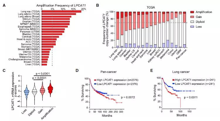 在包含1万多例患者的数据库，30多种癌症类型的样本中发现了LPCAT1与生长因子通路基因的基因组变化