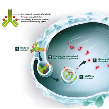 全球: ADC药物Enfortumab Vedotin革新尿路上皮癌治疗方案