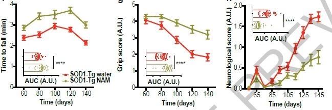 ▲补充烟酰胺（NAM），ALS小鼠的运动表现提升（图片来源：参考资料[1]）