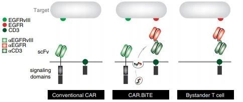 ▲表达双特异性抗体的CAR-T细胞示意图（图片来源：参考资料[1]）