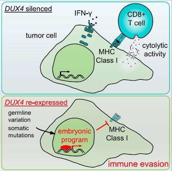 ▲DUX4与依赖MHC-1的抗原呈递的关系示意图（图片来源：参考资料[1]）