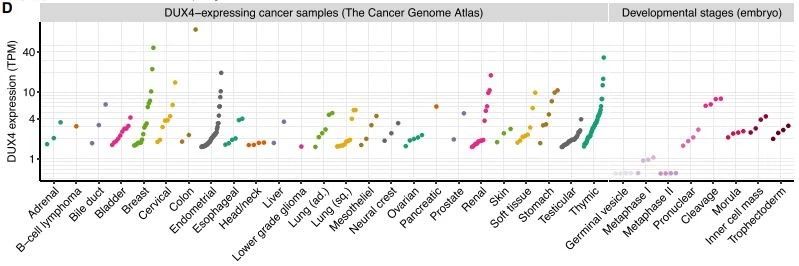 ▲DUX4蛋白在各种组织类型的癌症中特异性表达（图片来源：参考资料[1]）