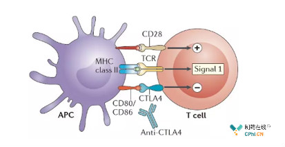 CTLA-4抑制剂作用机制