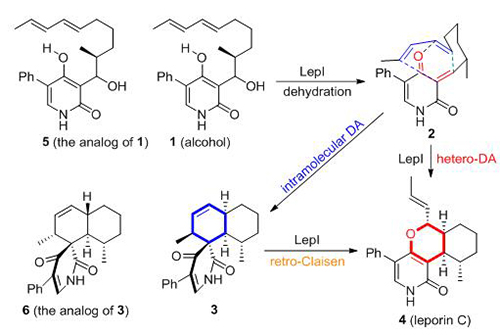 图2 LepI催化的脱水反应、HDA反应和逆Claisen反应以及晶体结构中所使用的底物类似物