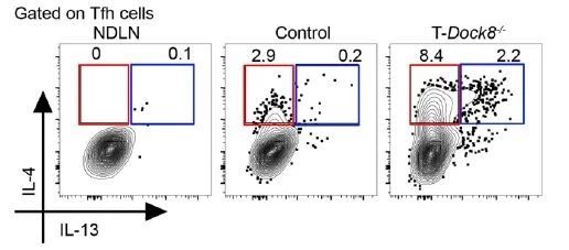 ▲在缺失Dock8的小鼠中发现的这群Tfh细胞分泌独特的细胞因子组合，其中包括IL-13（图片来源：参考资料[1]）