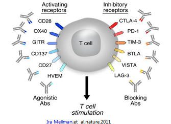 图3 T细胞的共刺激和共抑制受体