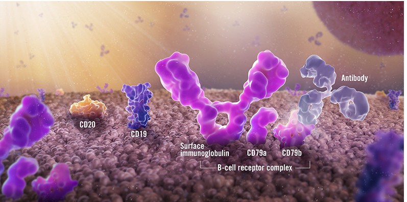 图5. B细胞表面的CD79b等（图片来源于基因泰克官网）