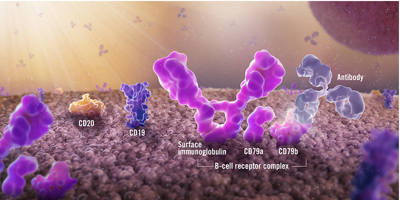 圖5. B細(xì)胞表面的CD79b等（圖片來源于基因泰克官網(wǎng)）