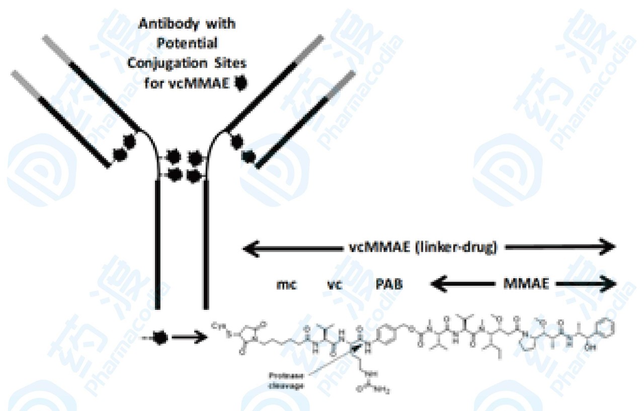 图2. Polatuzumab vedotin结构