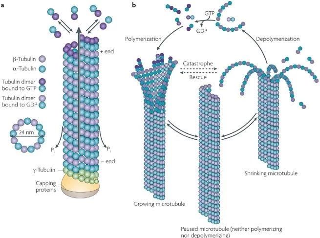 图6. 微管蛋白及微管