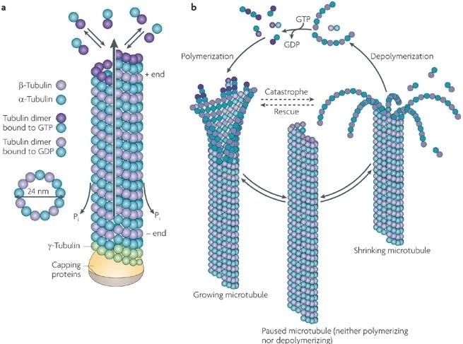 圖6. 微管蛋白及微管