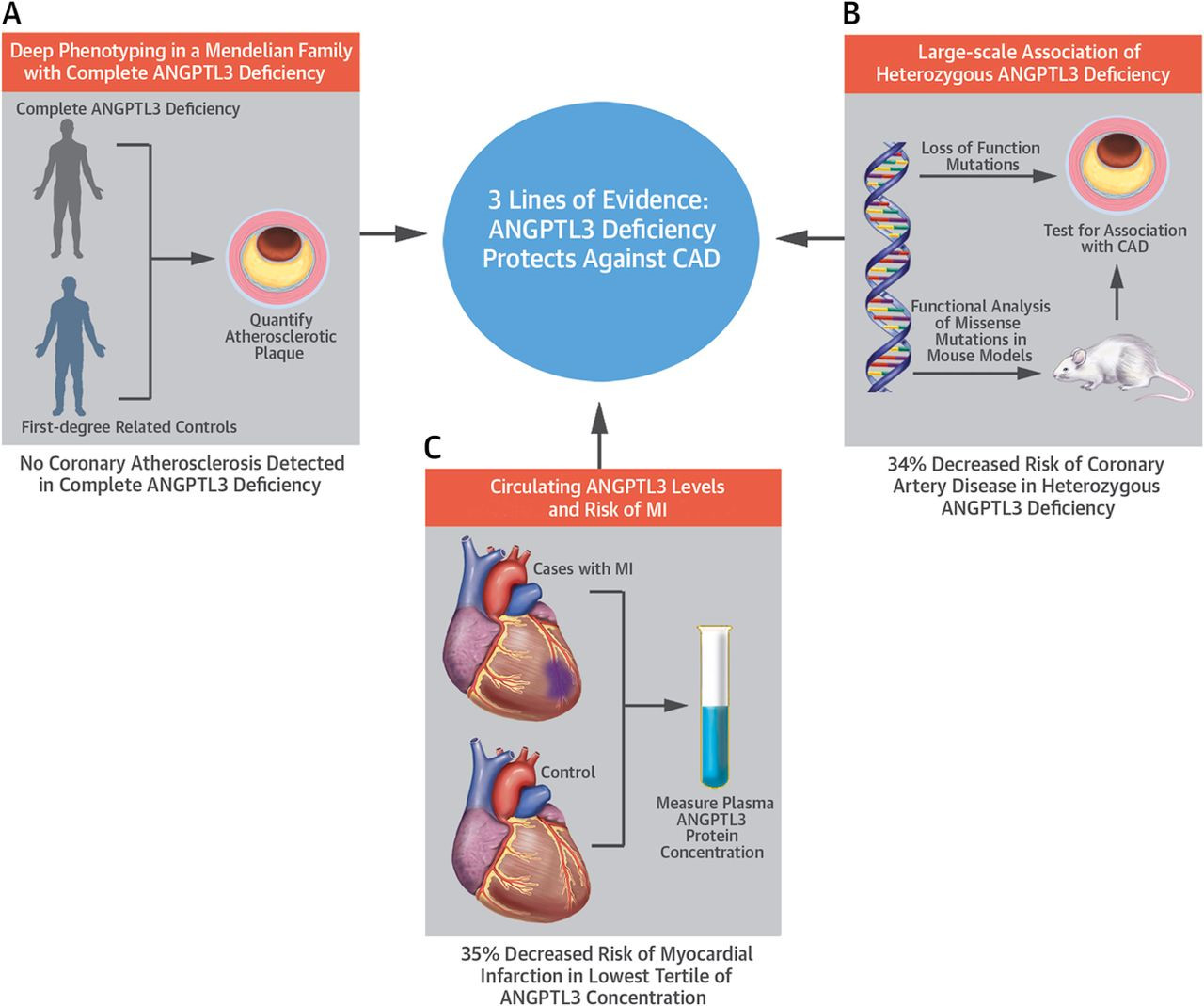 ▲研究表明，抑制ANGPTL3有助于防止心血管疾病（图片来源：参考资料[3]）