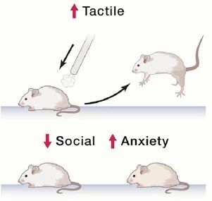 ▲Mecp2突变的ASD模型小鼠对轻触有过激反应，同时表现出社交困难和焦虑行为（图片来源：参考资料[3]）