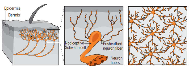 四十五年前，人们发现神经胶质细胞延伸到真皮层，但是新发现表明它们会进一步进入表皮，形成压力检测网。图片来源：Science